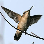 Colibri à gorge rubis