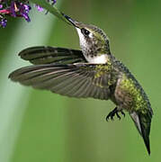 Ruby-throated Hummingbird