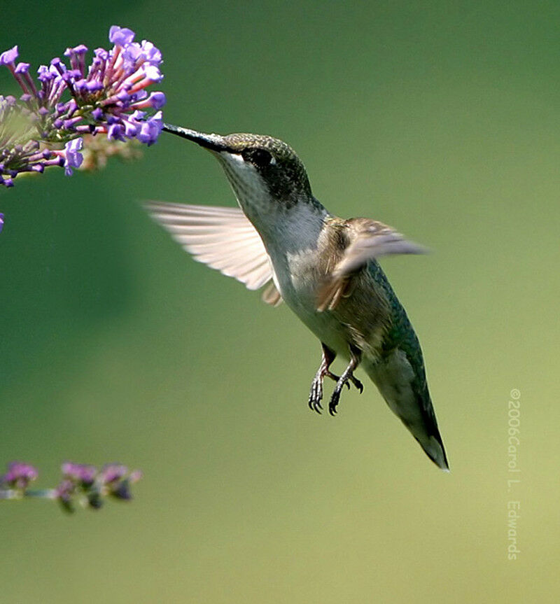 Ruby-throated Hummingbird