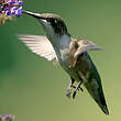 Colibri à gorge rubis