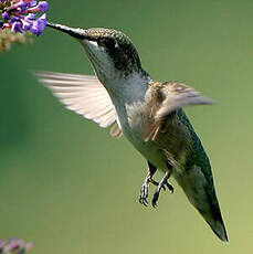 Colibri à gorge rubis