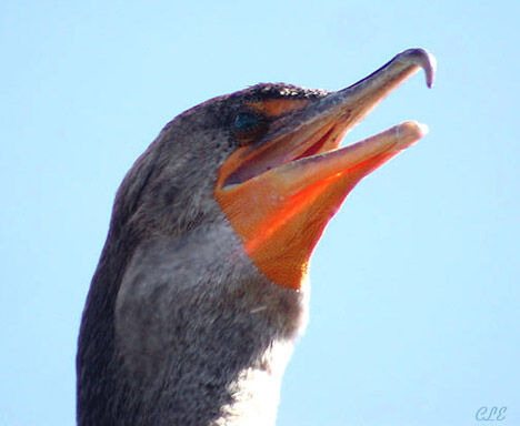 Cormoran à aigrettes