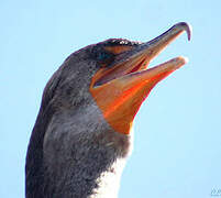 Cormoran à aigrettes