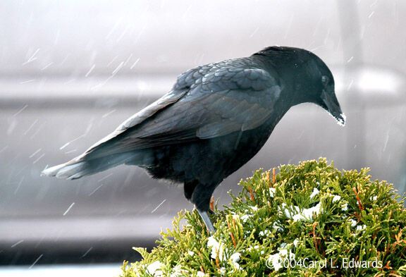 American Crow