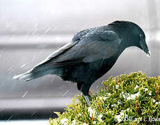 American Crow