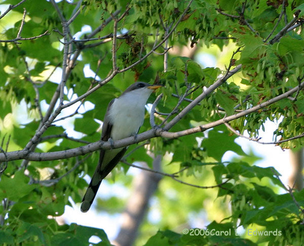 Yellow-billed Cuckooadult