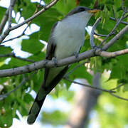 Yellow-billed Cuckoo