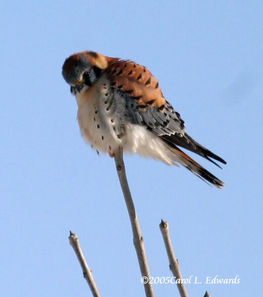 American Kestrel