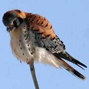 American Kestrel