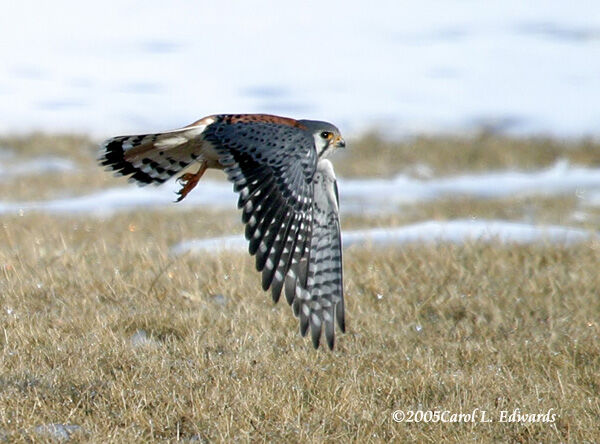 American Kestrel