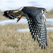 American Kestrel