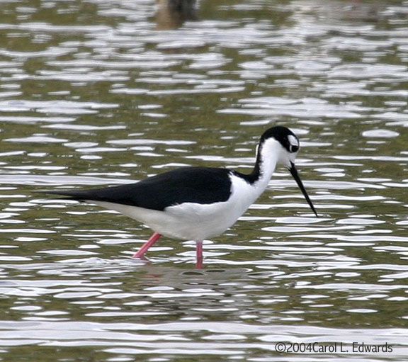 Échasse d'Amérique