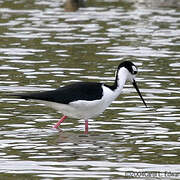 Black-necked Stilt