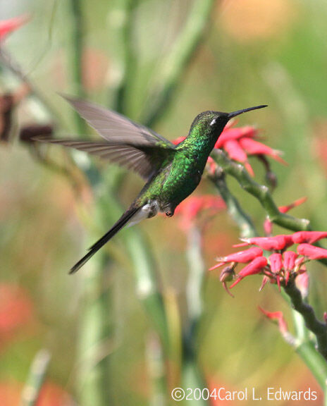 Cuban Emerald