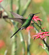 Cuban Emerald