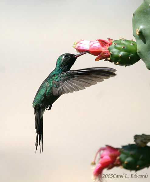 Cuban Emerald