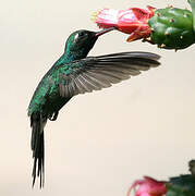 Cuban Emerald