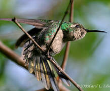 Cuban Emerald