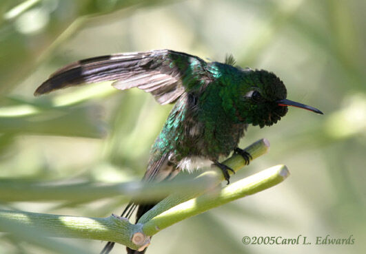 Cuban Emerald