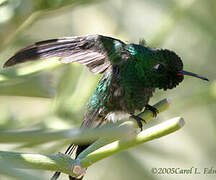 Cuban Emerald