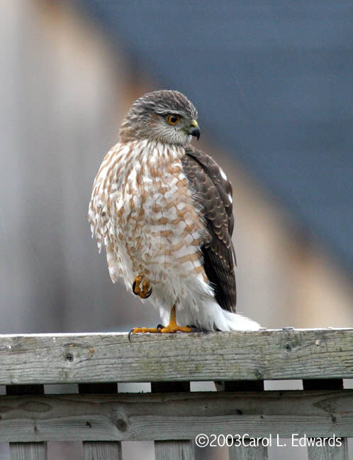 Sharp-shinned Hawk