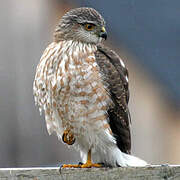 Sharp-shinned Hawk