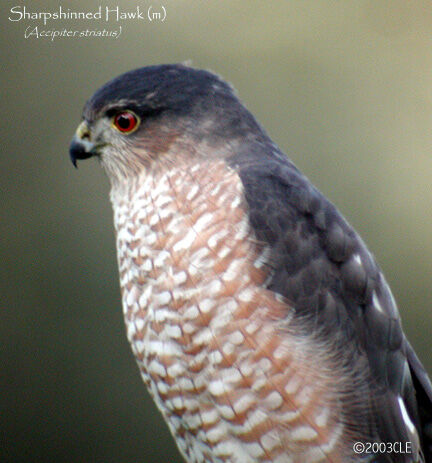 Sharp-shinned Hawk