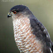 Sharp-shinned Hawk