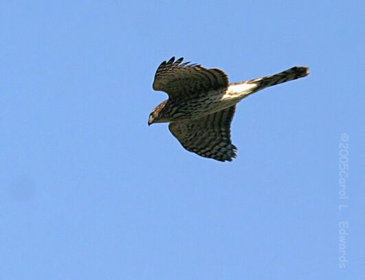 Sharp-shinned Hawk