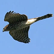 Sharp-shinned Hawk