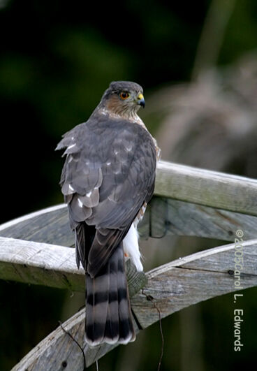 Sharp-shinned Hawk