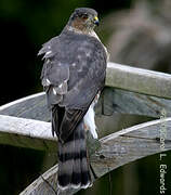 Sharp-shinned Hawk