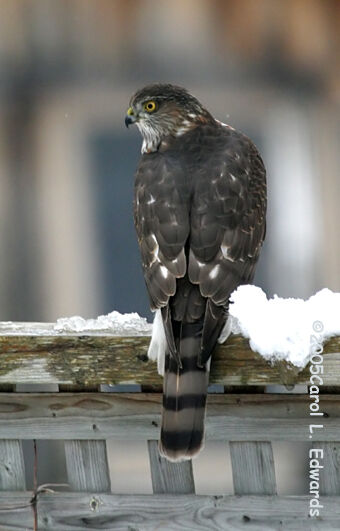 Sharp-shinned Hawk