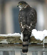 Sharp-shinned Hawk