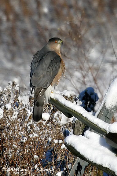 Cooper's Hawk