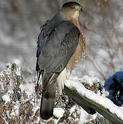 Cooper's Hawk