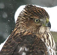 Cooper's Hawk