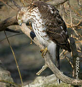 Cooper's Hawk