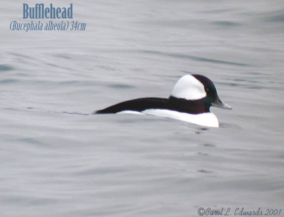 Bufflehead