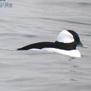 Bufflehead