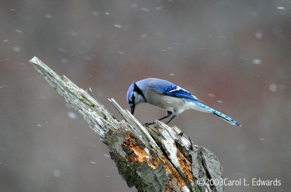 Blue Jay