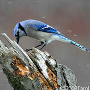 Blue Jay