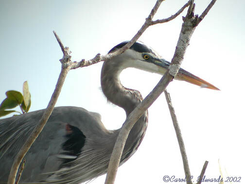 Great Blue Heron