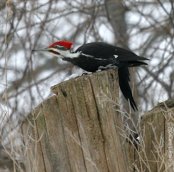 Pileated Woodpecker