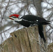 Pileated Woodpecker