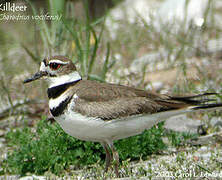 Killdeer