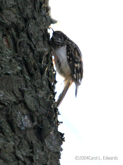 Brown Creeper