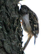 Brown Creeper