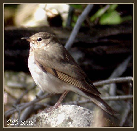 Swainson's Thrush