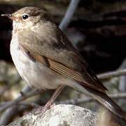 Swainson's Thrush